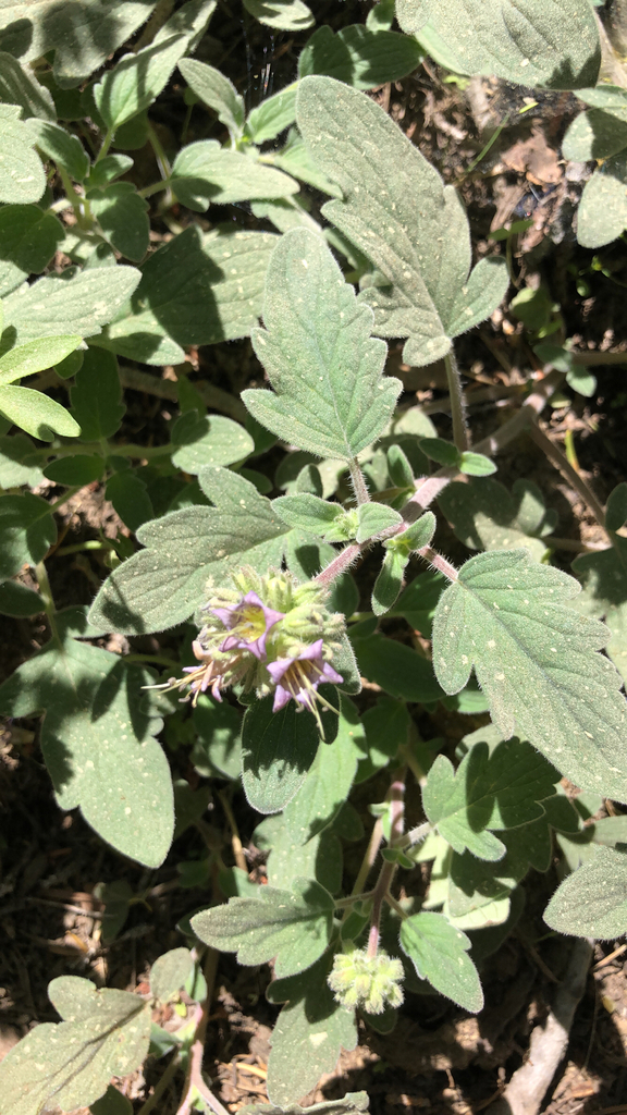 Phacelia