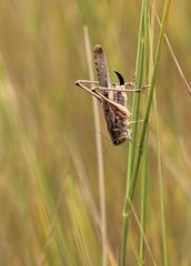 Platycleis albopunctata transiens