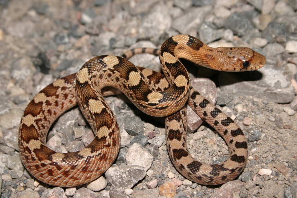 Pituophis deppei jani from Guadalcázar, S.L.P., Mexico on August 4 ...