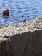 Passer domesticus