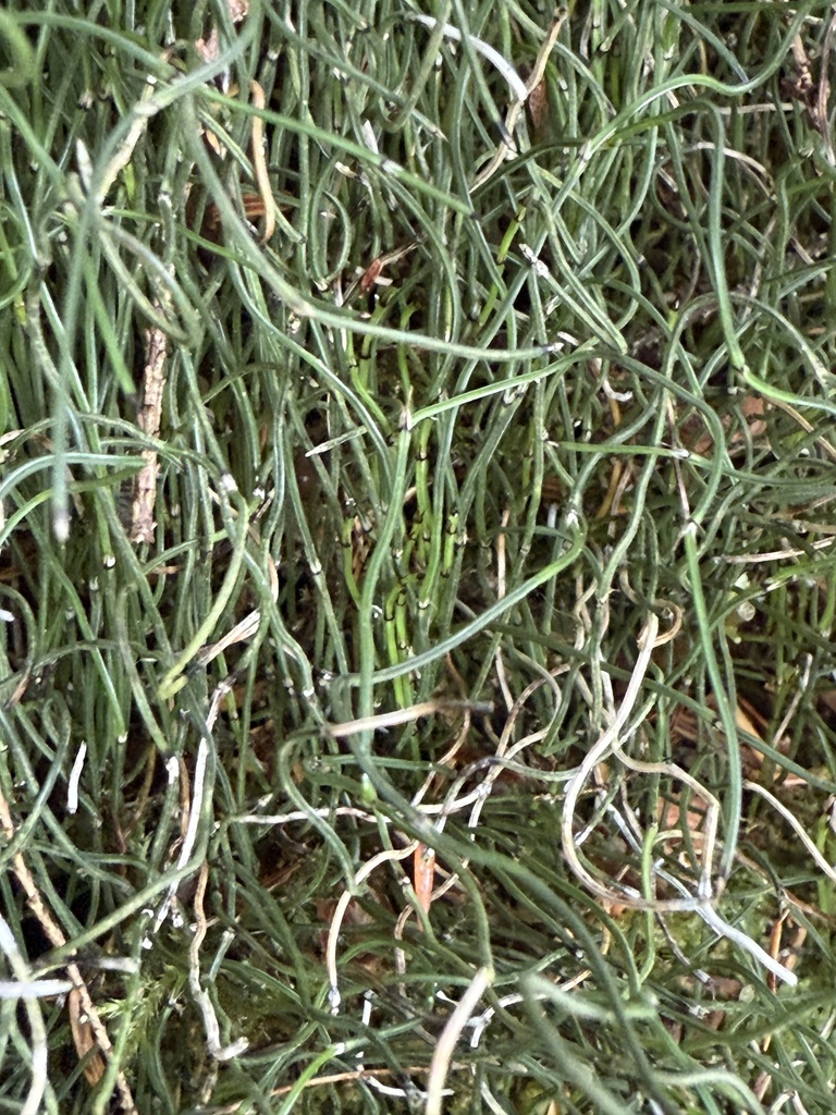 Equisetum