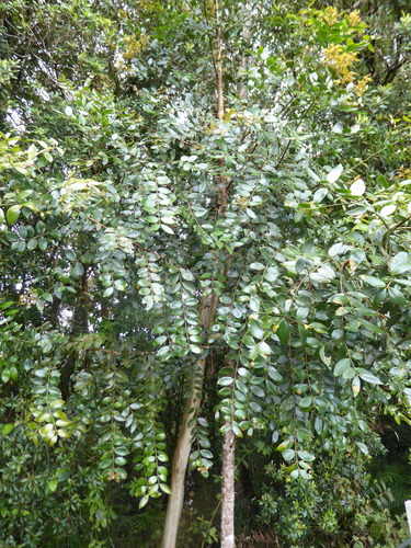 Agathis borneensis observed 2025-05-19