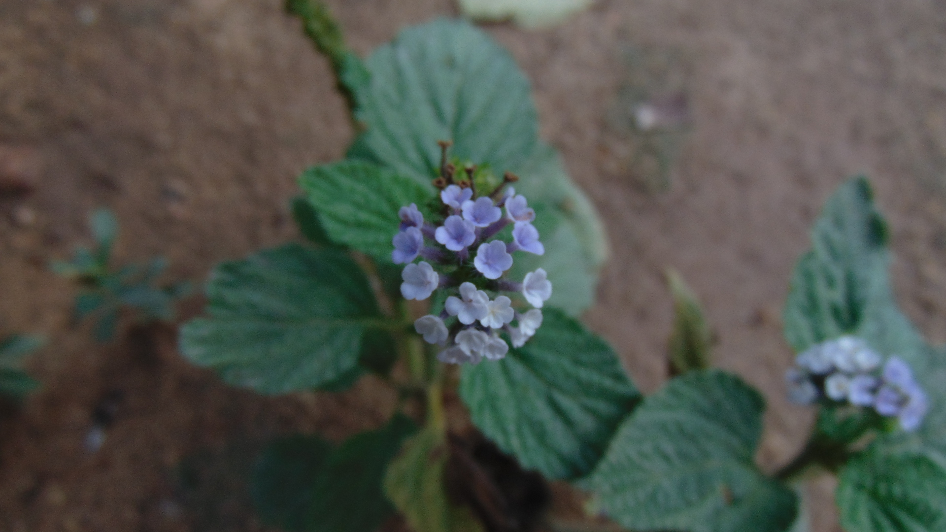 Heliotropium elongatum