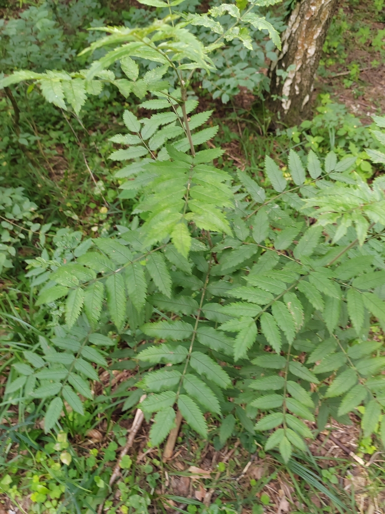 Crataegus