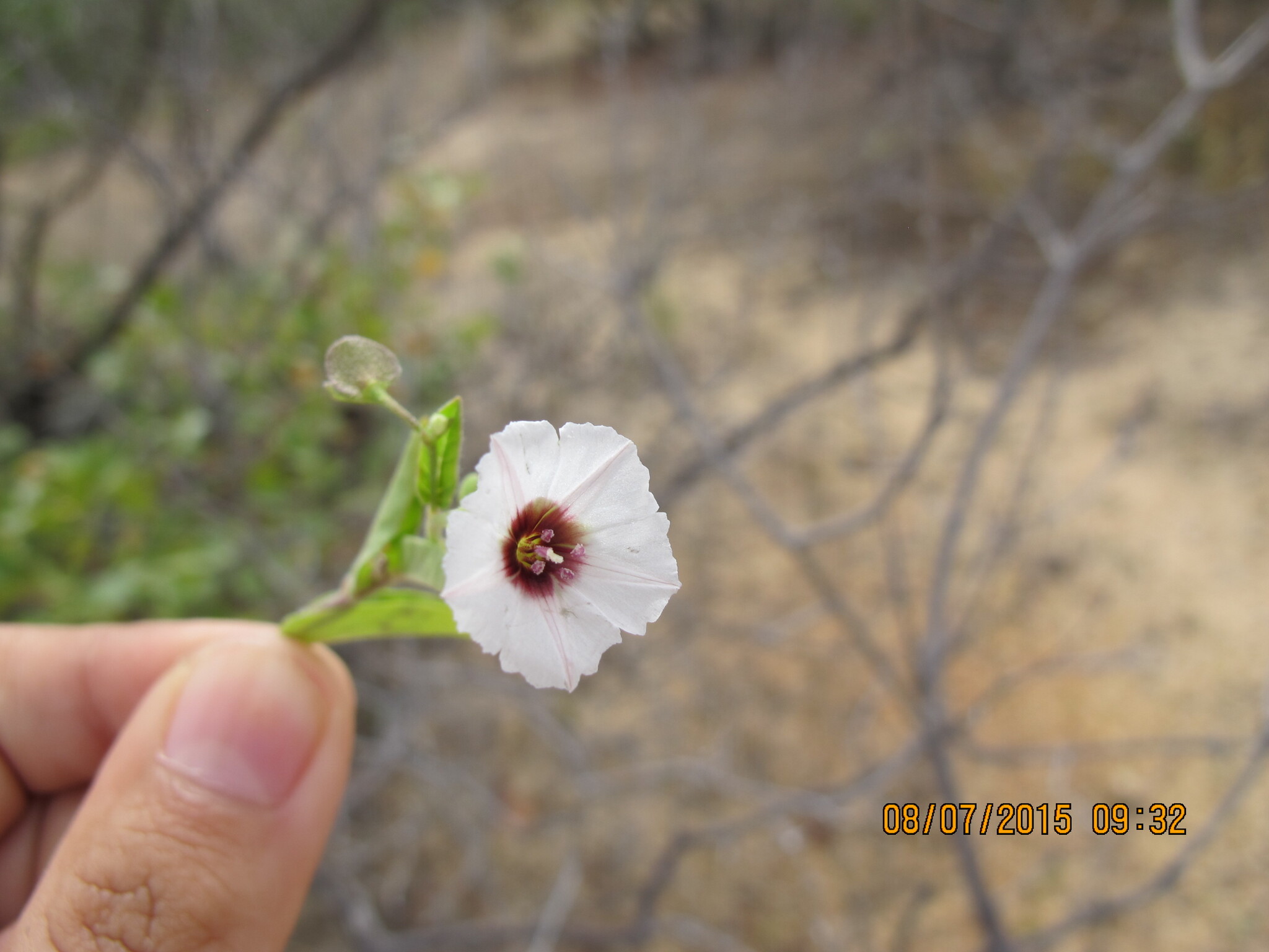 Jacquemontia gracillima