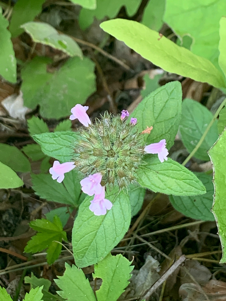 Thymus