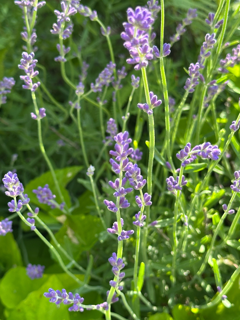 Lavandula