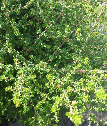 Image of Cliffortia serpyllifolia by (c) Nicola van Berkel, some rights reserved (CC BY-SA)