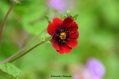 Potentilla atrosanguinea
