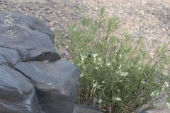 Cinnyris mariquensis