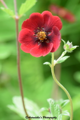 Potentilla atrosanguinea
