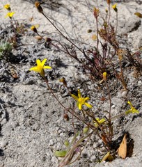 Senecio cardaminifolius