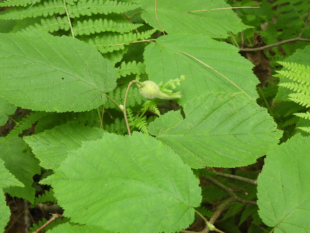 Corylus