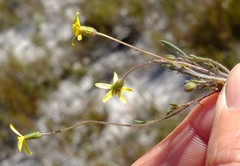 Senecio cardaminifolius