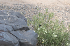 Cinnyris mariquensis