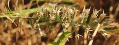 Liatris hesperelegans