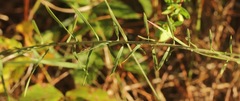Liatris hesperelegans