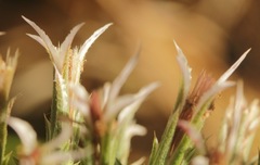 Liatris hesperelegans