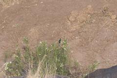 Cinnyris mariquensis