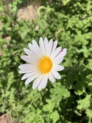 Arctotis aspera aspera