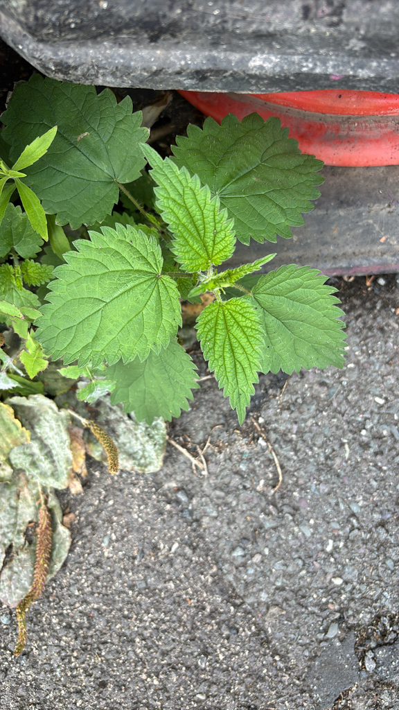 Urtica dioica