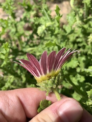 Arctotis aspera aspera