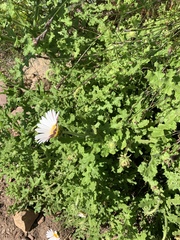 Arctotis aspera aspera