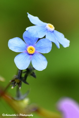 Hackelia uncinata