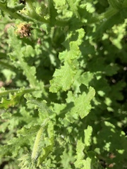 Arctotis aspera aspera