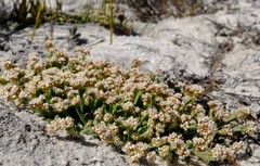 Psammotropha anguina