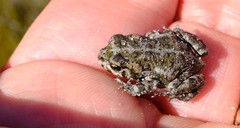 Capensibufo tradouwi