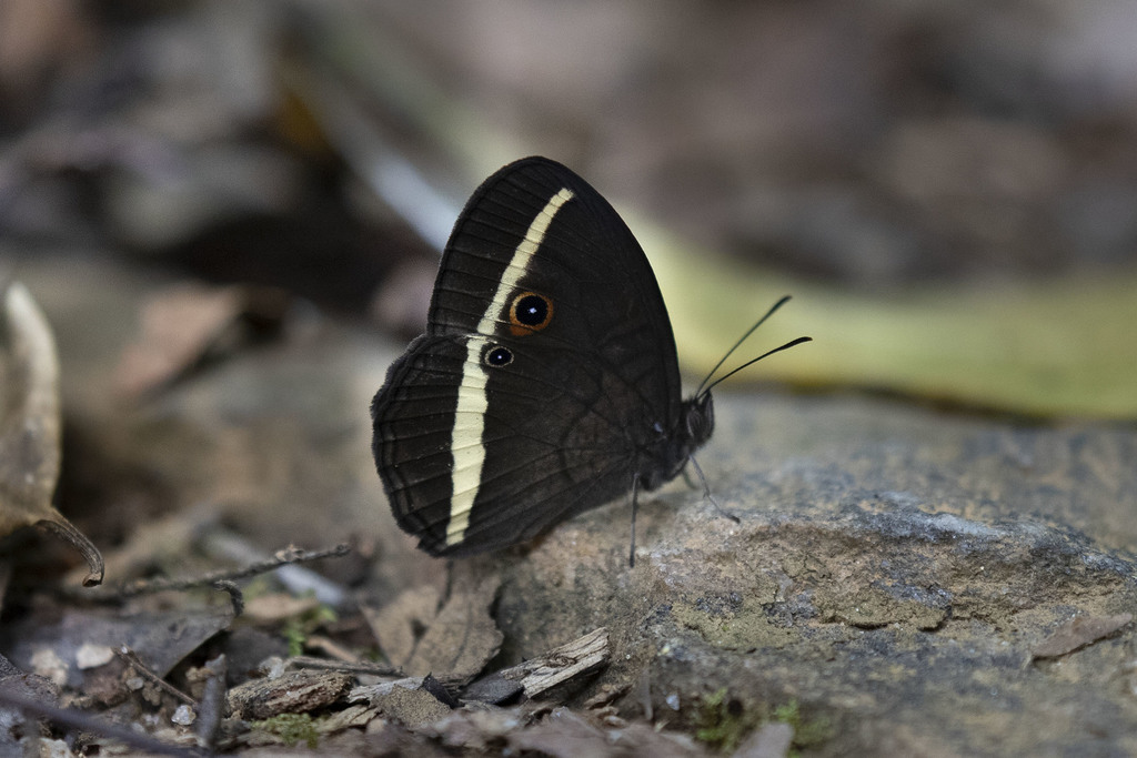 Heteropsis vola