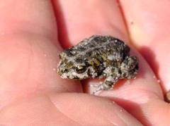 Capensibufo tradouwi