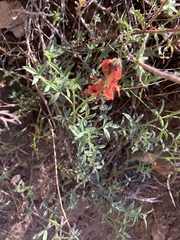 Indigofera complanata