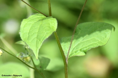 Hackelia uncinata