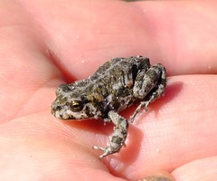 Capensibufo tradouwi