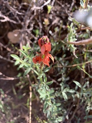 Indigofera complanata