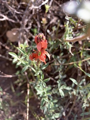 Indigofera complanata