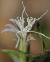Liatris hesperelegans