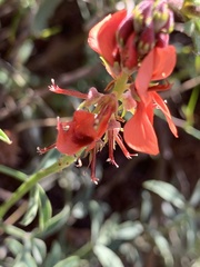 Indigofera complanata