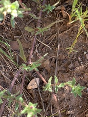 Indigofera complanata