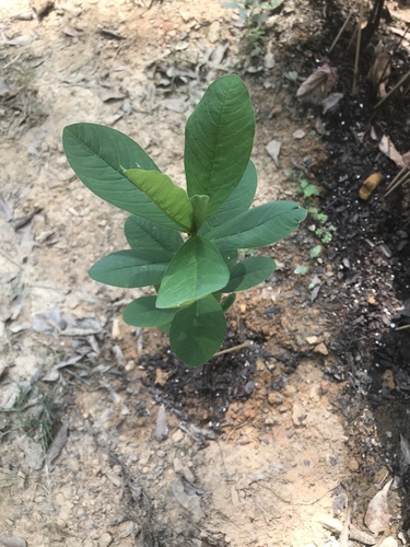 Crotalaria spectabilis