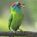 Blue-throated Barbet - Photo (c) Darren, some rights reserved (CC BY-NC)