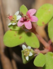 Euphorbia cordifolia