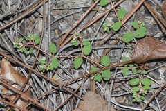 Euphorbia cordifolia