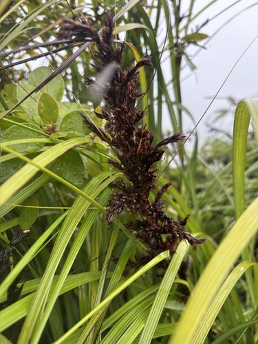 Gahnia beecheyi observed 2025-07-02