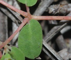 Euphorbia cordifolia