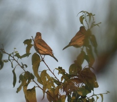 Passerina cyanea