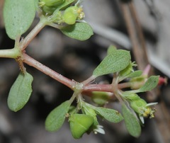 Euphorbia cordifolia