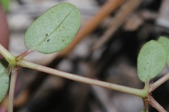 Euphorbia cordifolia